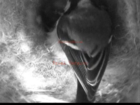 mésanges charbonnières naissance 17 avril 2011