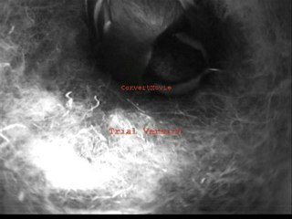 mésanges naissance DVD_VR - Bonus 01