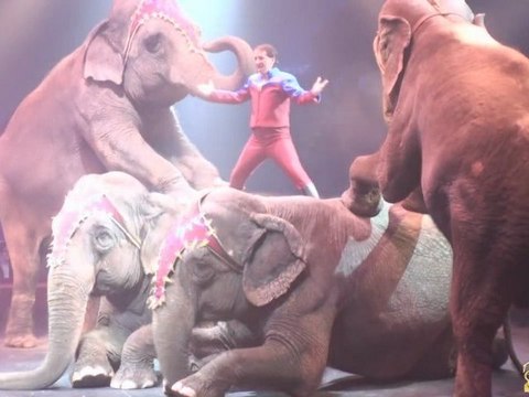 Cirque Arlette Gruss : Poussière d'étoile - tournée 2011 à Mulhouse