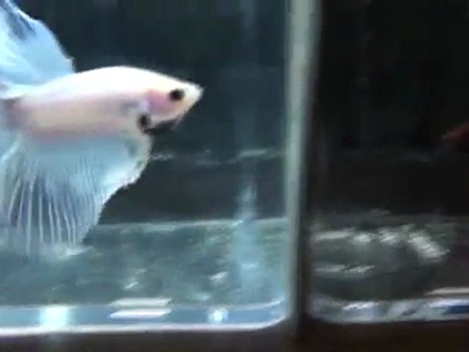 20110505084429