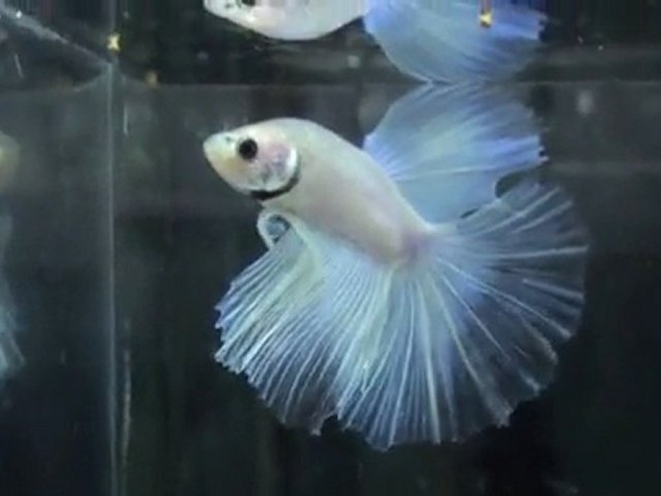 20110505073707