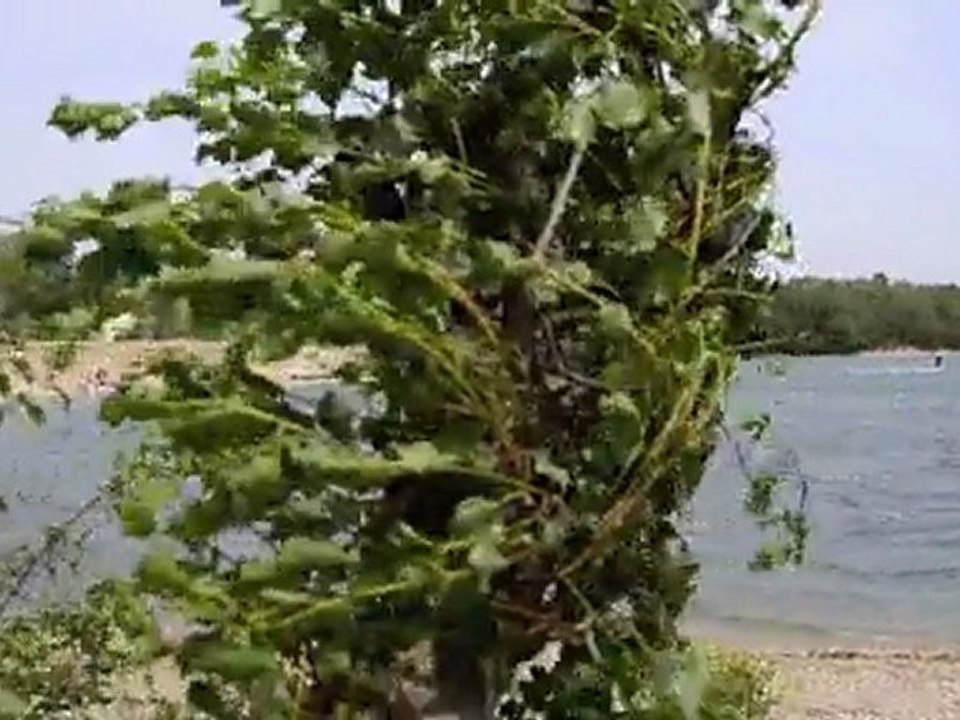 the Lake