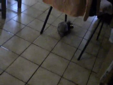 BIBOP et sa balle (furet à adopter) le 7 avril 2011