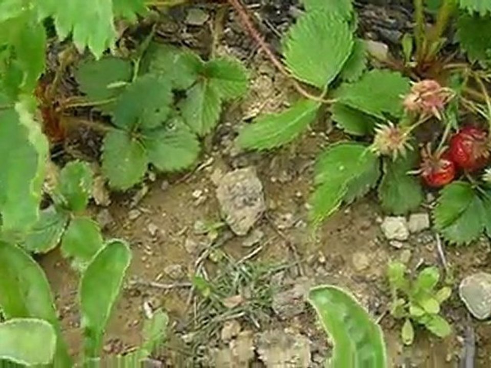 Fraises dans mon jardin 07 mai 2011