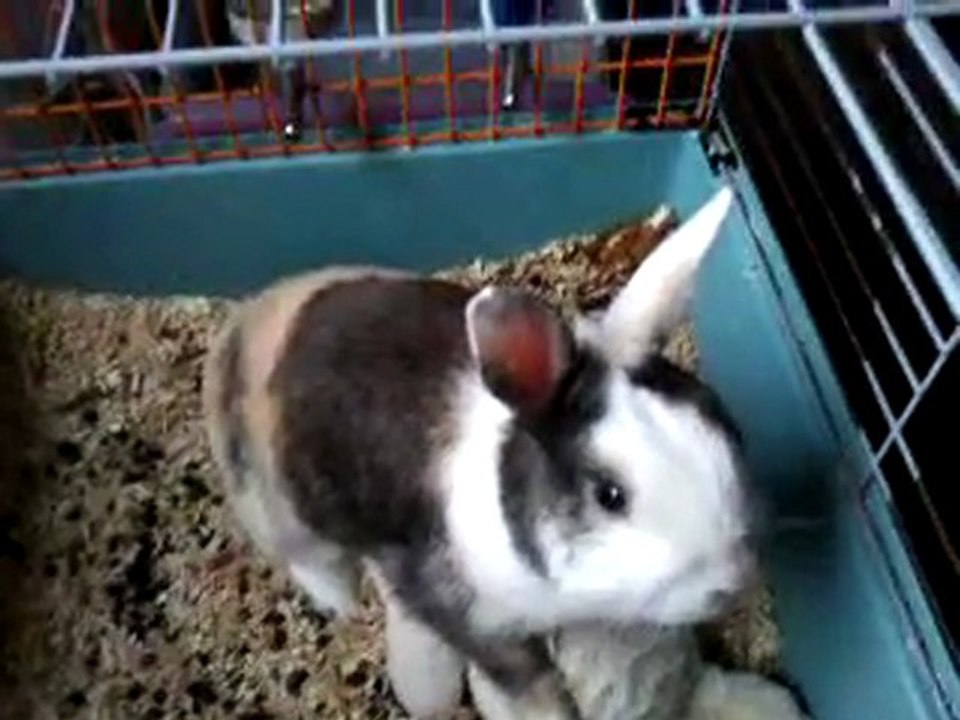 baise-bunny