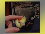 Cockatiels As Pets - Cockatiel Care Basics For Your Pet Cockatiel