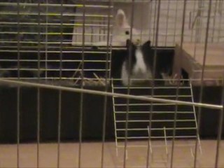 portee Floconette 5 semaines