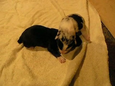 Border collie croisés malamute geant 2