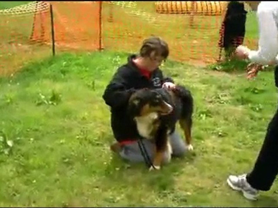 club canin landivisiau éducation chiots