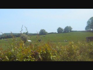 les vaches