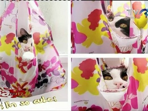 Horia Brenciu - La Dan Bitman(8.Mai.2011) (2)