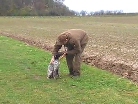 APPRENTISSAGE ORDRE ASSIS CHIENS 2