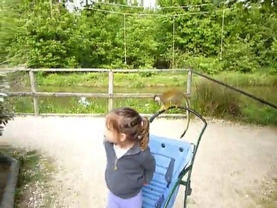 Avril 2011 Vallée singes Louise singes