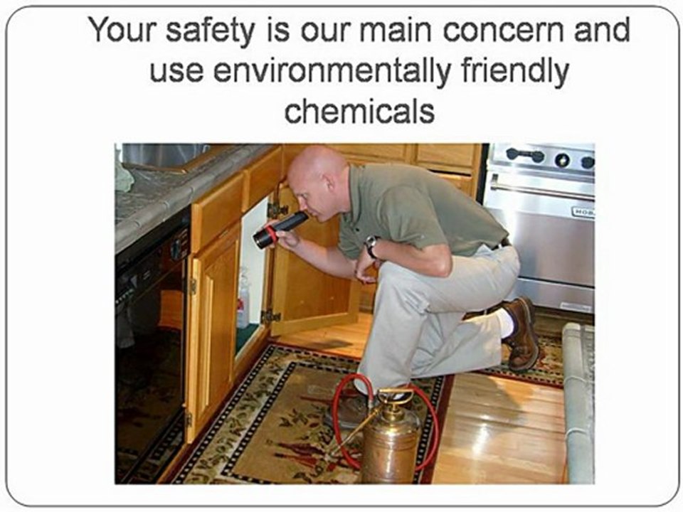 Pest Control Edinburgh Update 1