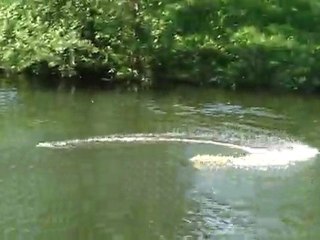 Robbe Rapido 3s 3000 mha helice etti Eco 32