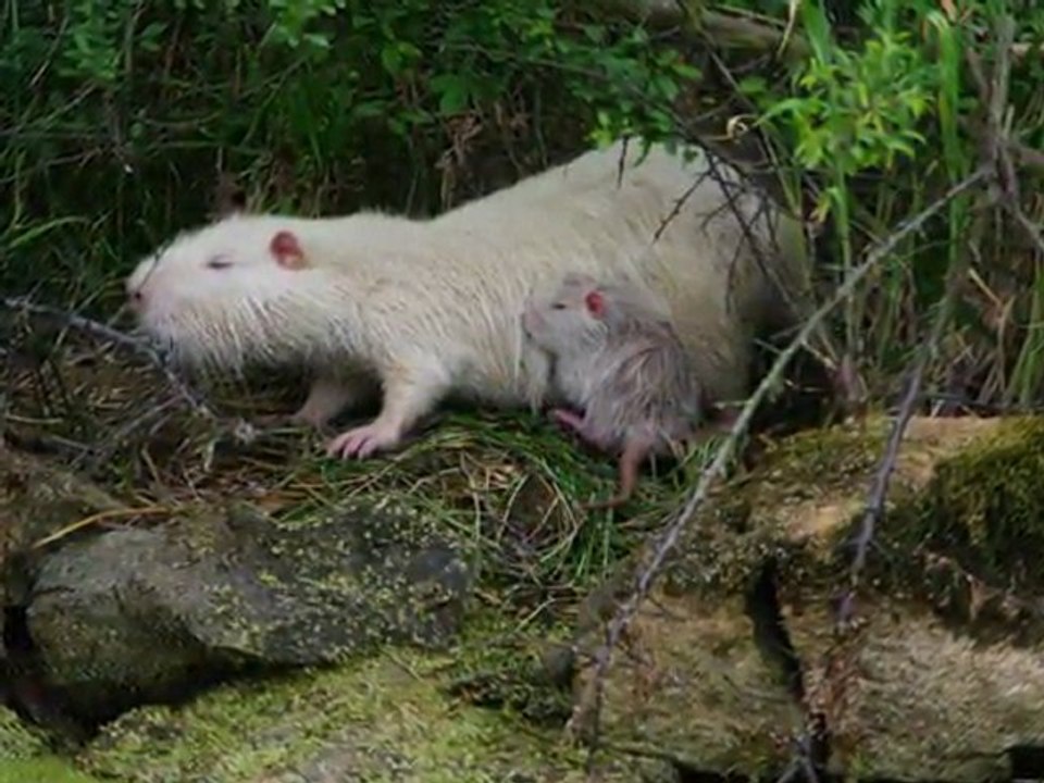 Ragondins blancs 2011