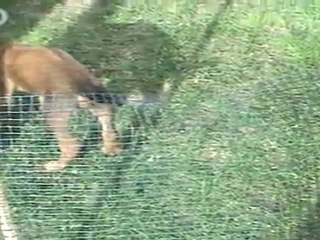 Chiots rhodesian sous le soleil de Bretagne 1