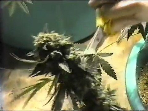 L'Oeil Du Cyclone - Pelouse Interdite P1