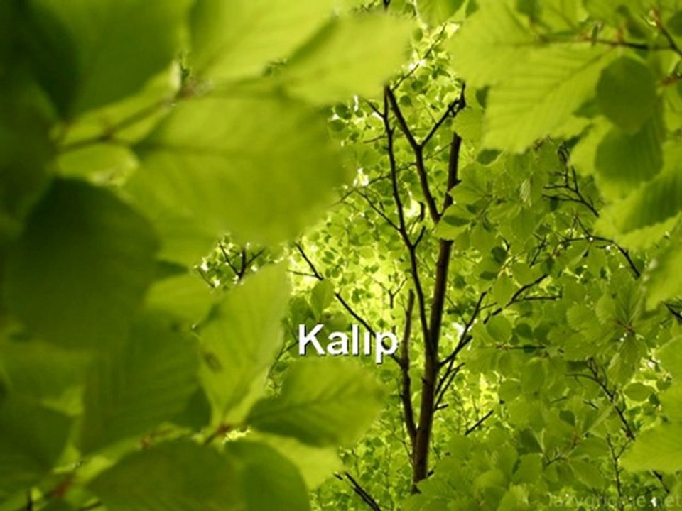 Kalıp