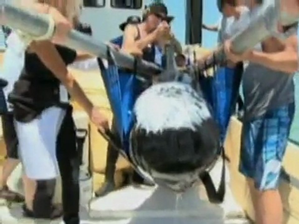 Rescuers release stranded whales in Florida