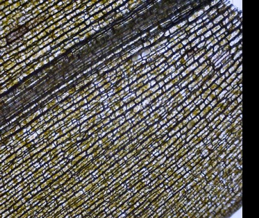 Observation d'une feuille d'Elodée au microscope