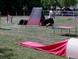 Taïga, épagneul breton, concours agility Solgne le 8 mai 2011 - GPF