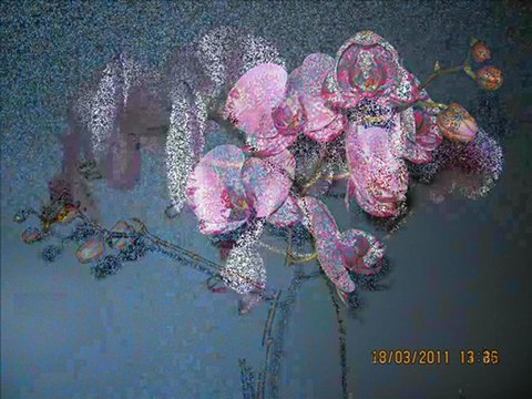 NAISSANCE DE FLEURS D'ORCHIDÉE