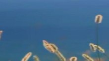 My Video