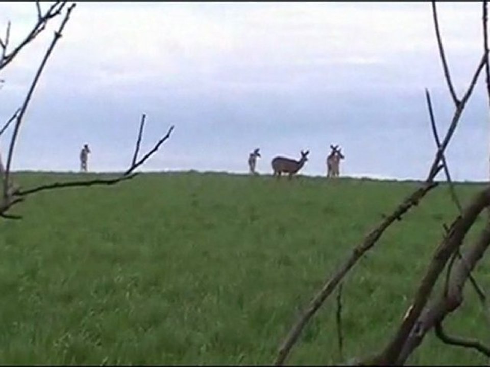 les cerfs de virginie chez nous