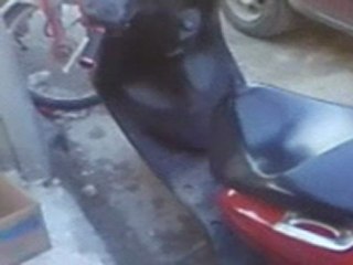 deraa sirye moto de bachar al assad