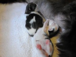 litter 8 - Gaïa & Galatée des Fées d'Avalon*F - 1 day - 09/05/11