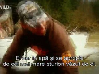 Big Sturion - Mai 2011