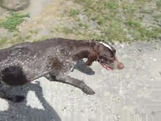 bara 09.05 002 braque allemand