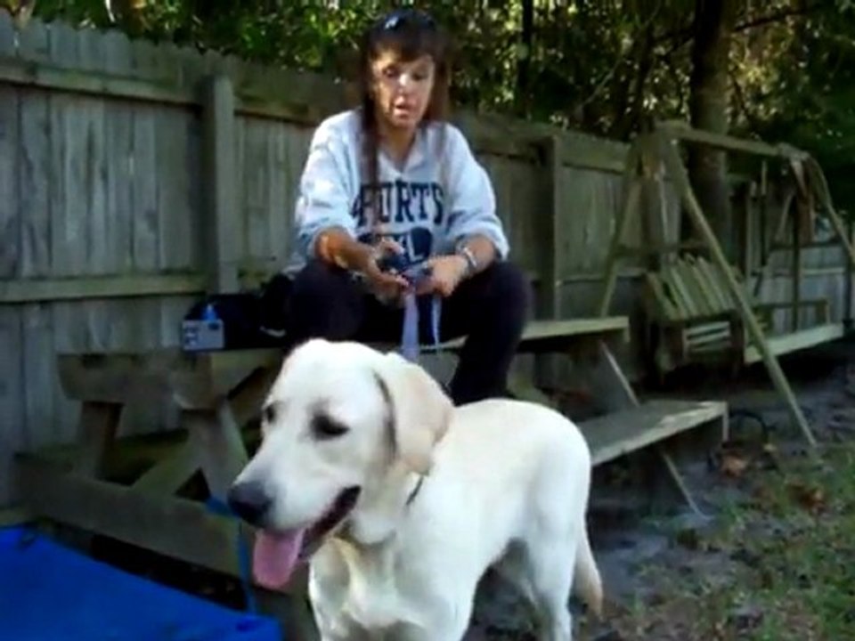 YouTube - E-collar How to use the Nick