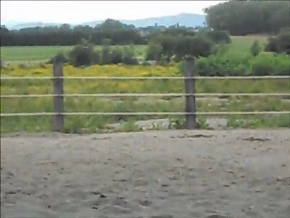 les poney au paddock