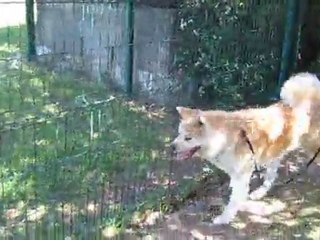 Yoshi et les bikettes