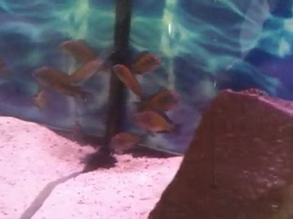 Tropheus Kasakalawe