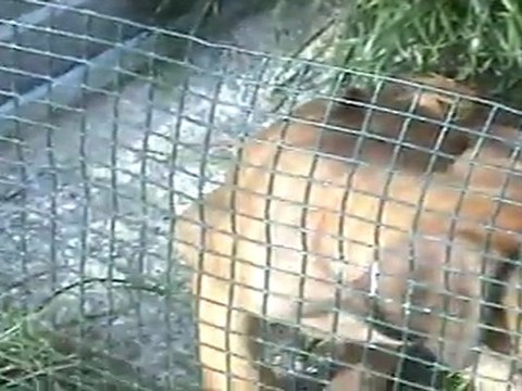 Chiots Rhodesian sous le soleil suite..