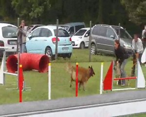 Flyball