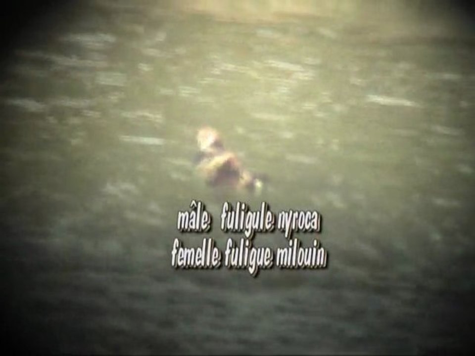 Fuligule nyroca et sternes 8.05