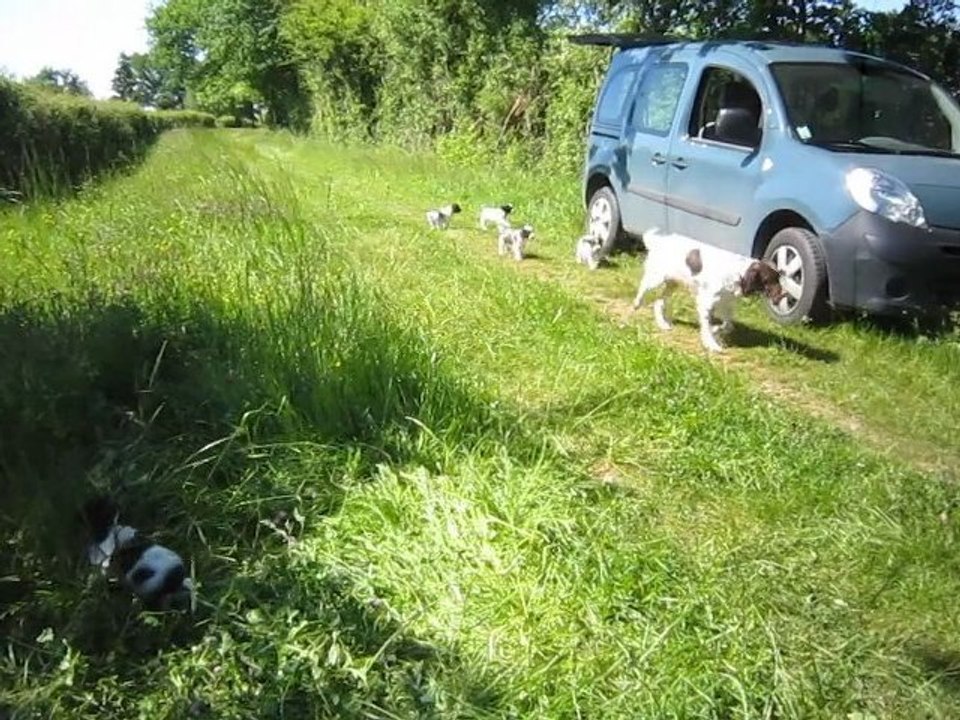 Portée d'Epagneuls Français à 38 jours : les chiots suivent leur mère