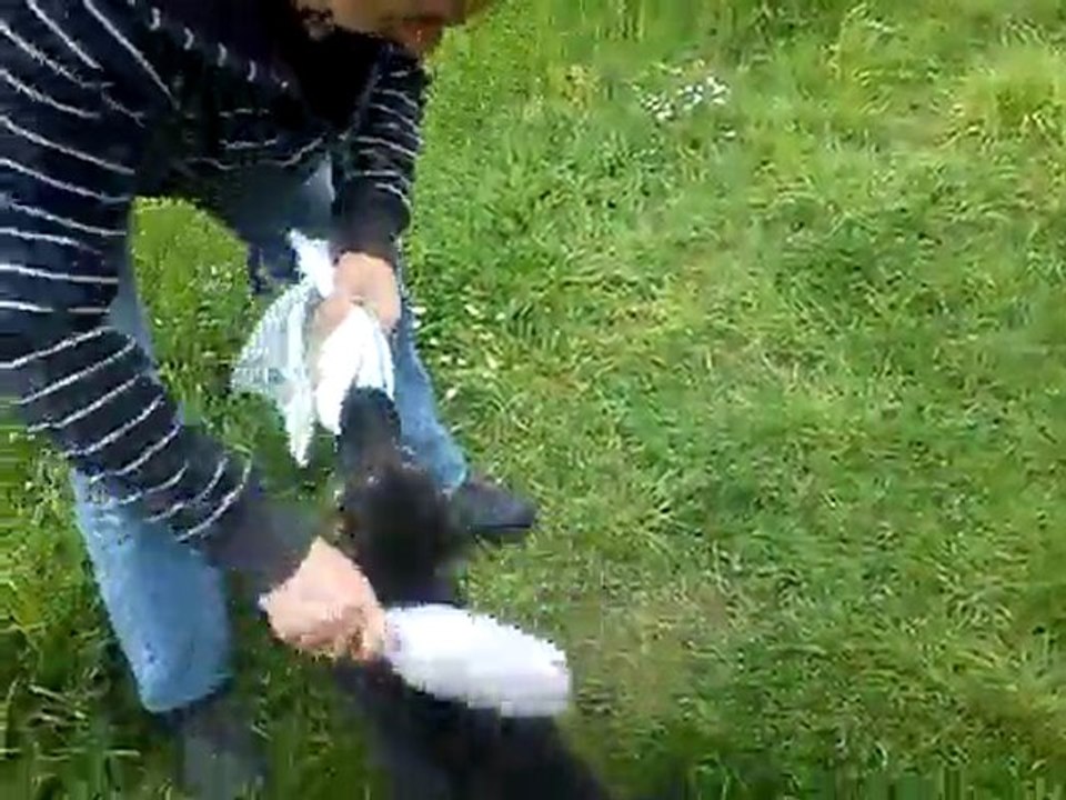 GIPSY du Domaine E-Toiles Filantes