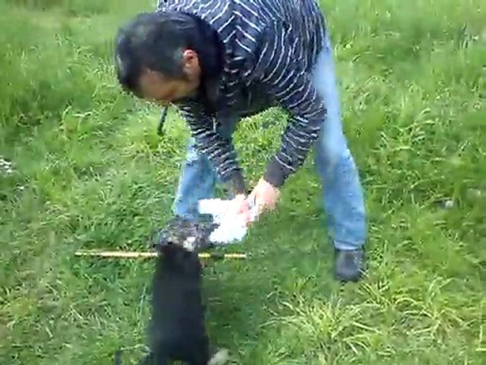 GISPSY du Domaine E-Toiles Filantes