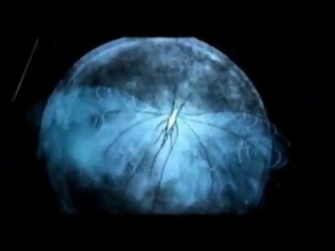 Pink Floyd, Richard Wright Pink's Song