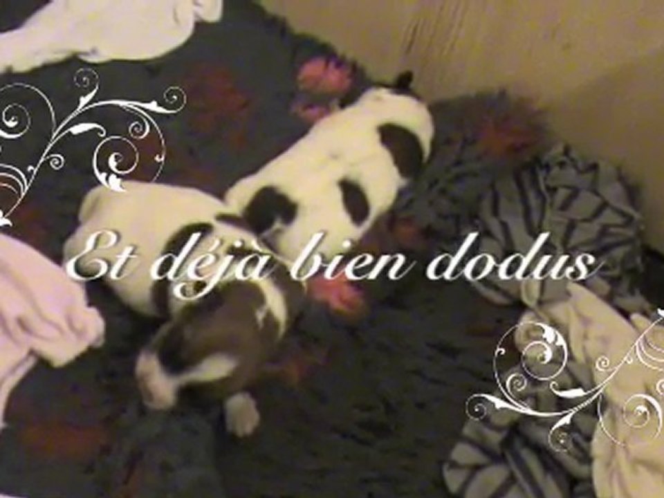 Portée "B" des Microlosses