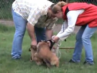 aboiement Fripouille 5 mois