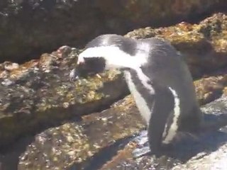 Pingouin (près du Cap en Afrique du Sud)