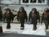 karadenizli laz şempanzeler
