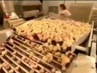 Civciv Üretimi -Çok Şaşıracaksınız- !