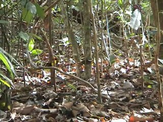 La danse nuptiale du manakin